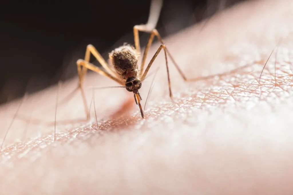 Mosquito Aedes aegypti pousado na pele, vetor da dengue em condomínios do Rio de Janeiro